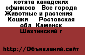 котята канадских сфинксов - Все города Животные и растения » Кошки   . Ростовская обл.,Каменск-Шахтинский г.